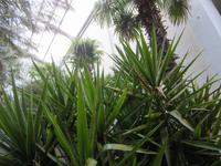 Fürung im Palmenaus Bad Pyrrmont