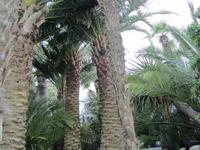 Führung im Palmenaus Bad Pyrrmont