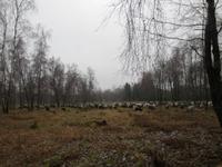 Heidschnuckenherde in der Heide