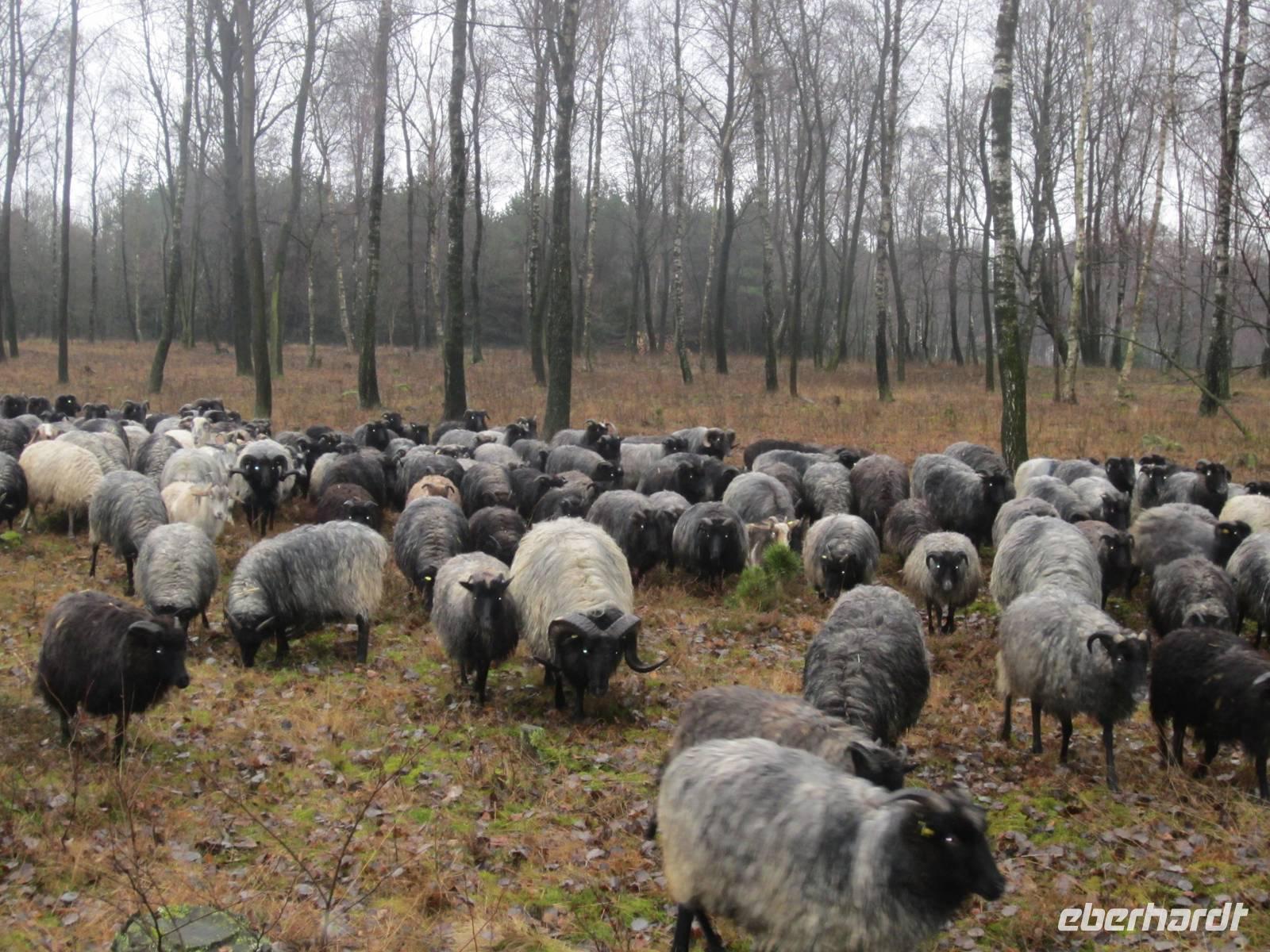 Heidschnuckenherde in der Heide