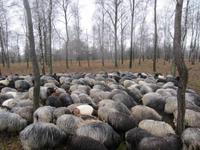 Heidschnuckenherde in der Heide