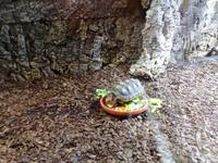 Im Schmetterlingshaus Jonsdorf