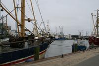 die Krabbenkutter von Büsum