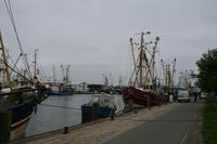 die Krabbenkutter von Büsum