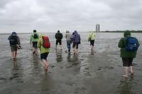 die mutigen Wattwanderer