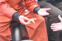 die Krabbenfischer zeigen und erklären ihren 