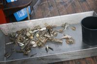 zu große Krabben werden ausgesiebt