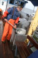 hier werden Garnelen gekocht