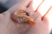 eine frisch gefangene und gekochte Nordseegarnele - Guten Appetit!