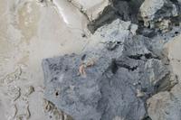 die Tunnel von Wattwürmern