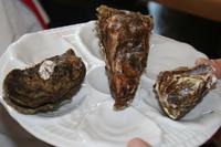 Austernprobe auf Sylt