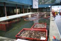 in der Austernzuchtstation in List auf Sylt