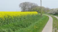 Rapsfelder am Wegesrand