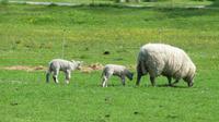 Hiddenseer Schafe