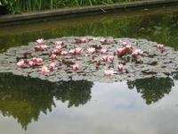 Seerosen  Planten u.Blomen