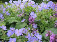 Blütenbracht mit Biene