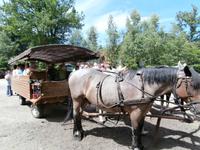 Kutschfahrt im Undeloher Hof