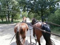 Kutschfahrt im Undeloher Hof