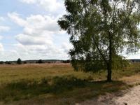 Kutschfahrt in der Lüneburger Heide