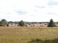 Kutschfahrt in der Lüneburger Heide