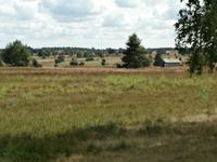 Wacholder in der Lüneburger Heide