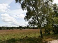 Kutschfahrt in der Lüneburger Heide