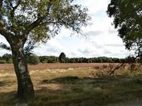 Kutschfahrt in der Lüneburger Heide