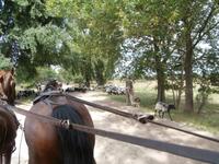 Kutschfahrt in der Lüneburger Heide-Heidschnucken