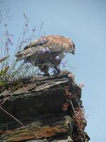 Falknerei der Reichsburg