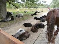 Kutschfahrt in der Lüneburger Heide-Heidschnucken