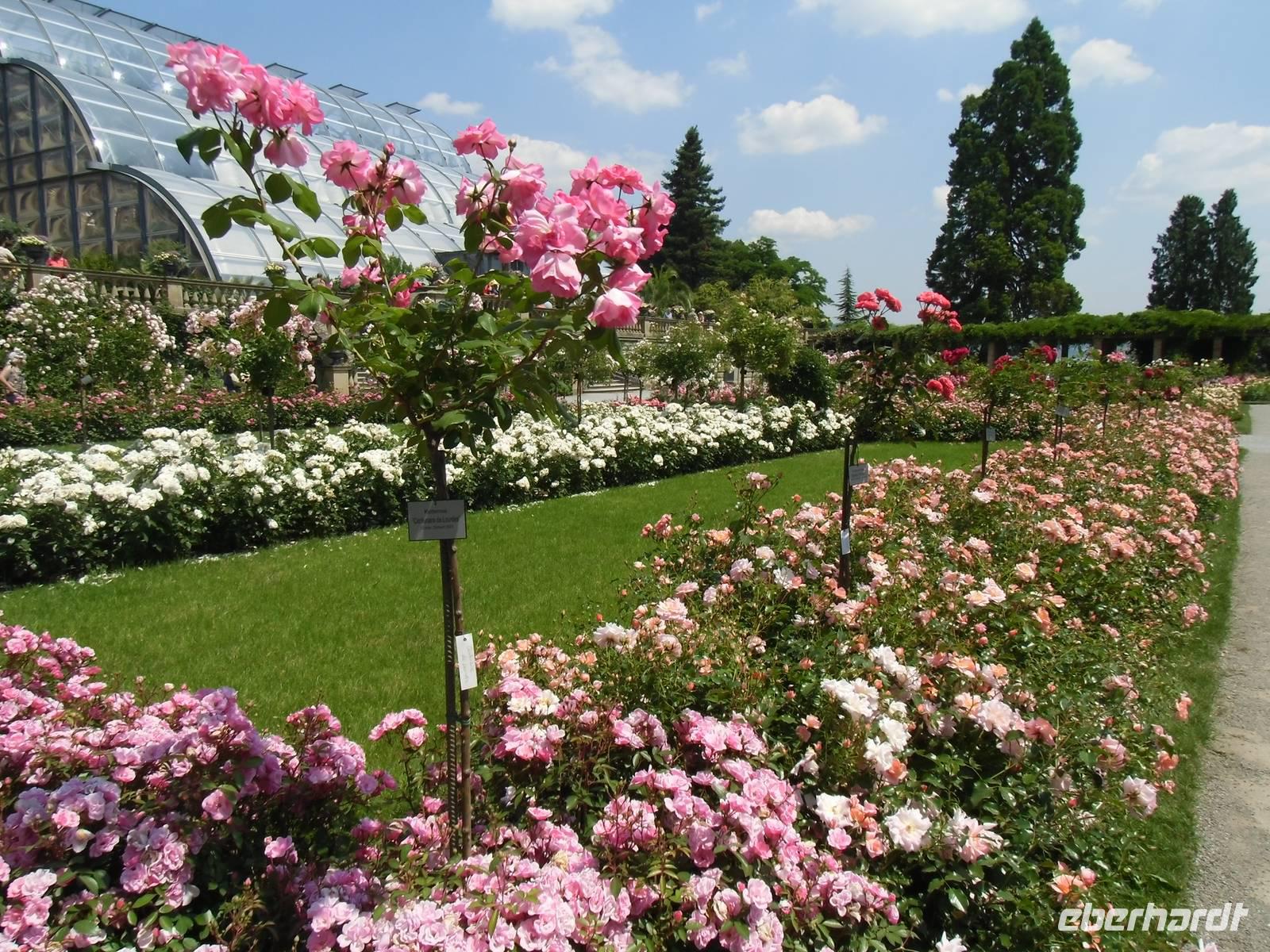 blühende Rosenpracht