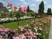 blühende Rosenpracht