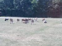 Serengeti-Park Hodenhagen