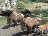 Serengeti-Park Hodenhagen