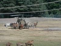 Serengeti-Park Hodenhagen