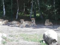 Serengeti-Park Hodenhagen-Löwenfamilie
