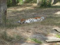 Serengeti-Park Hodenhagen-Tigerschlaf