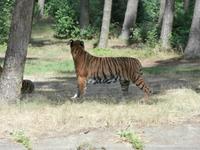 Serengeti-Park Hodenhagen-Tiger