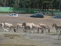 Serengeti-Park Hodenhagen
