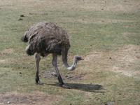 Serengeti-Park Hodenhagen-Vogel Strauss