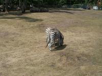 Serengeti-Park Hodenhagen