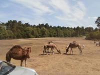 Serengeti-Park Hodenhagen