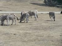 Serengeti-Park Hodenhagen