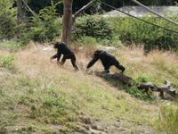 Serengeti-Park Hodenhagen-die Affen sind los
