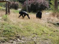 Serengeti-Park Hodenhagen-die Affen sind los