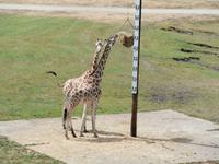 Serengeti-Park Hodenhagen-Giraffen Messlatte