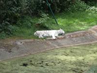 Serengeti-Park Hodenhagen-weißer Löwe 