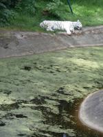 Serengeti-Park Hodenhagen-weißer Löwe 