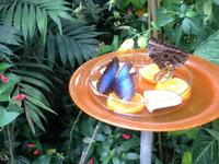 Insel Mainau-Schmetterlingshaus