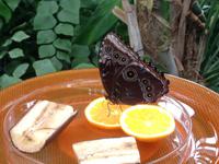 Insel Mainau-Schmetterlingshaus1